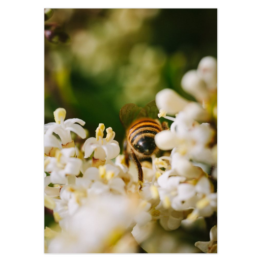 Bee in White Flowers Folded Card