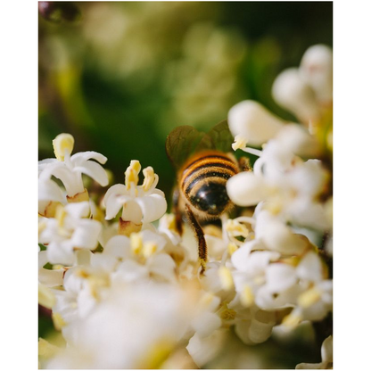 Bee in White Flowers Premium Art Print